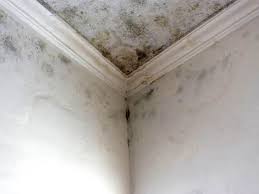 Best Emergency Mold Remediation  in Progress, PA